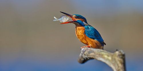 IJsvogel - Etenstijd! Vrouwtje vangt een bittervoorn