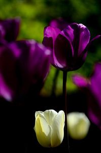 Witte en paarse tulpen sur Jessica Berendsen