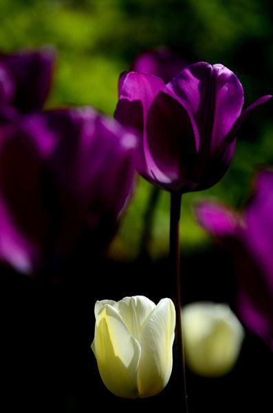 Weisse und Lila Tulpen par Jessica Berendsen