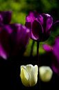 Witte en paarse tulpen van Jessica Berendsen thumbnail