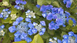 Fleurs d'hortensia sur Bo Valentino