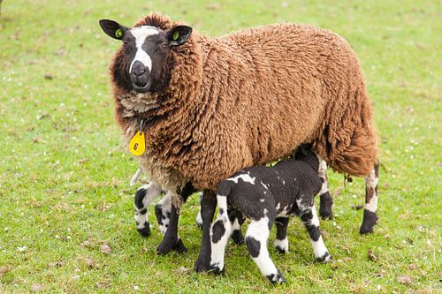 Bont gekleurde lammetjes drinken bij moederschaap