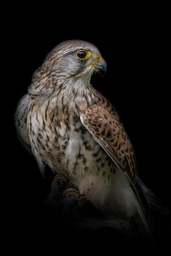 Faucon sur un tronc d'arbre