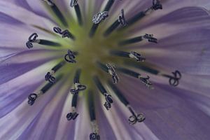 Étamines avec pollen d'une fleur de chicorée