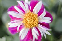 Wilde bloem