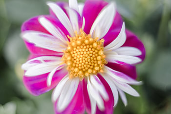 Wilde bloem