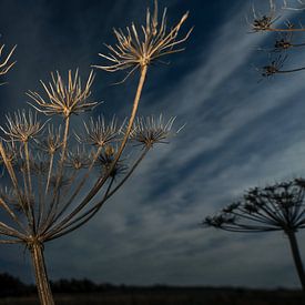 Herbst von Frank Lavooij