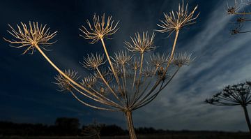 Autumn by Frank Lavooij