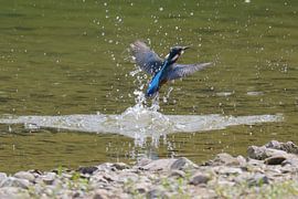 Eisvogel von Henk Kip