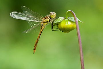 Brick red Heidelibel on flower by Jeroen Stel