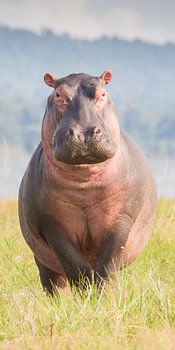 Natuur - Nijlpaard - Afrika Tanzania