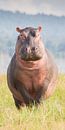 Natuur - Nijlpaard - Afrika Tanzania van Servan Ott thumbnail