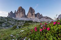 La montagne fleurit avant les trois sommets