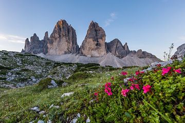 Mountain flowers before the Three Peaks by Denis Feiner