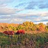 Bétail des Highlands écossais dans la lumière d'automne du soir sur Silva Wischeropp