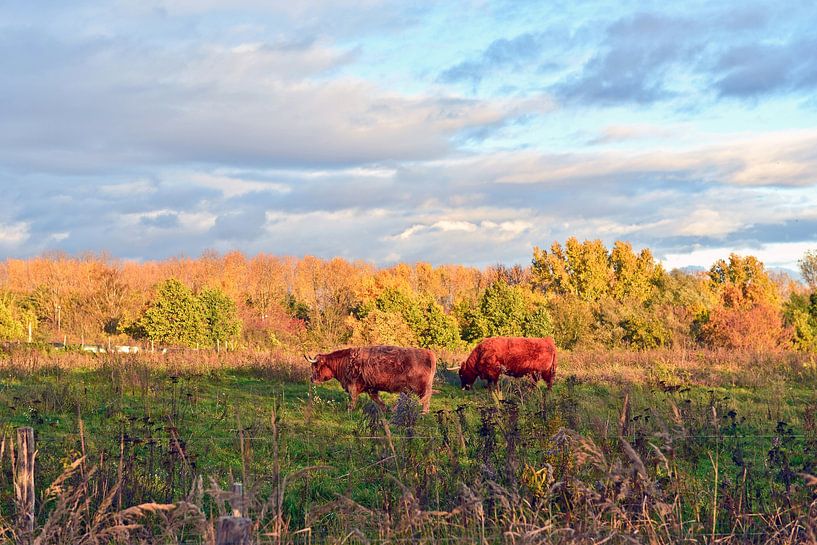 Schottische Hochlandrinder im abendlichen Herbstlicht  von Silva Wischeropp
