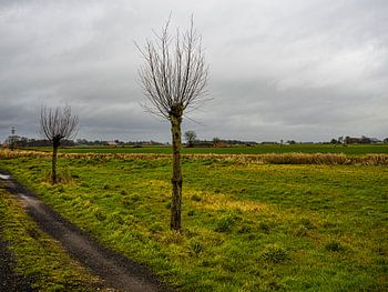 Vue du polder avec des arbres