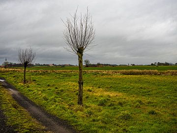 Polderzicht met bomen van Dirk van der Plas