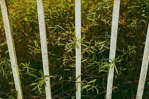 Botanische Linien – Grün am verwitterten Zaun