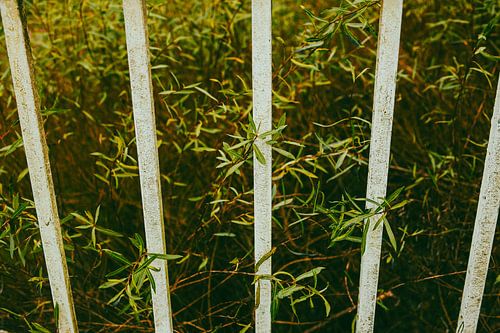 Botanical Lines — Green Through Weathered Fence