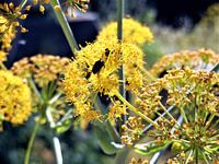 Kever in gele bloemen
