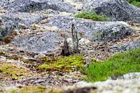 Stilte in Structuur – Zweedse Natuur van Dichtbij Nordic Details 007