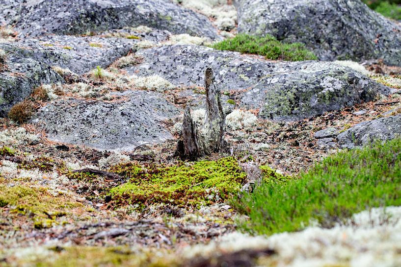 Stilte in Structuur – Zweedse Natuur van Dichtbij Nordic Details 007 van Annette Moerman