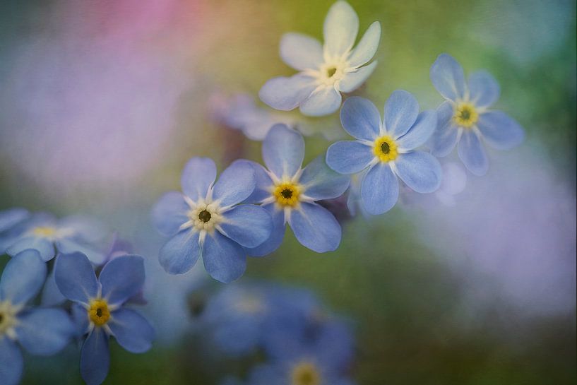 Macro photography, close-up of forget-me-nots by Joriali photography and paintings