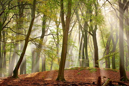 Zonnestralen in het Speulderbos van Jenco van Zalk