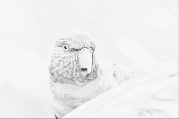 Hübscher Vogel von WeVaFotografie
