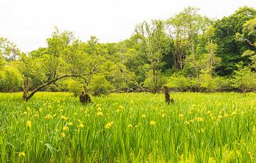 Killarney (Ireland) by Marcel Kerdijk