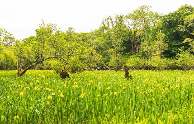 Killarney (Ierland) van Marcel Kerdijk