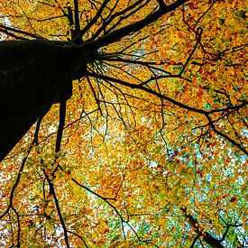 Boom vol met prachtige herfstbladeren van Marloes Post