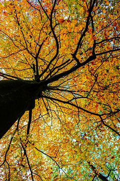 Boom vol met prachtige herfstbladeren