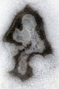 Pleuronectus dans la structure de la glace sur Franke de Jong
