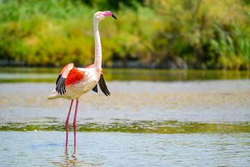 Flamingo in een moeras in de kuststreek van Camarque in het zuiden van Sjoerd van der Wal Fotografie
