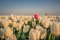 Vreemde eend in de bijt