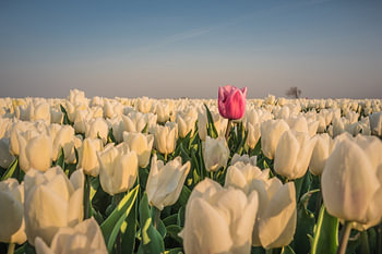 Vreemde eend in de bijt