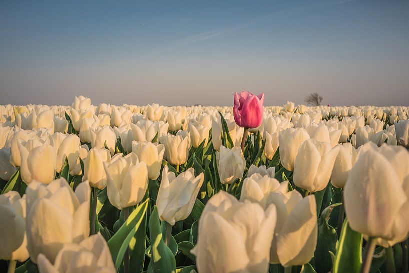 Vreemde eend in de bijt van Jolanda Wisselo