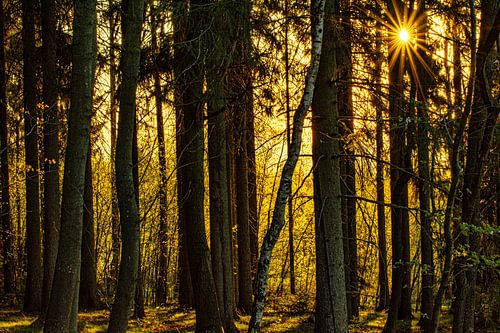 Zonsopgang in het bos