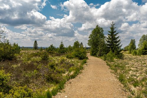 Landscape at Baraque Michel (Belgium)