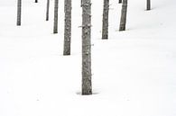 Winterbos II van Sam Mannaerts thumbnail