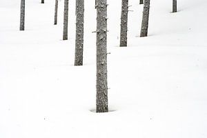 Winterbos II