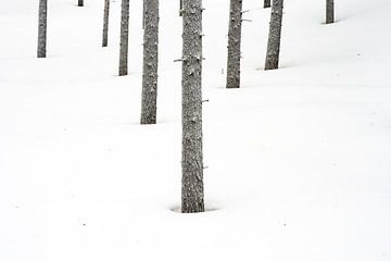 Forêt d'hiver II sur Sam Mannaerts