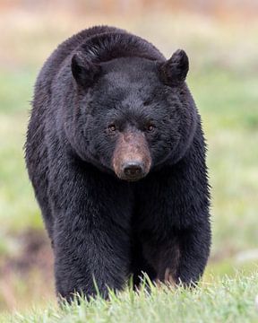 Zwarte beer foto | Yellowstone National Park van Dennis en Mariska