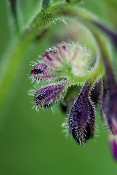 Purple flower by Sense Photography