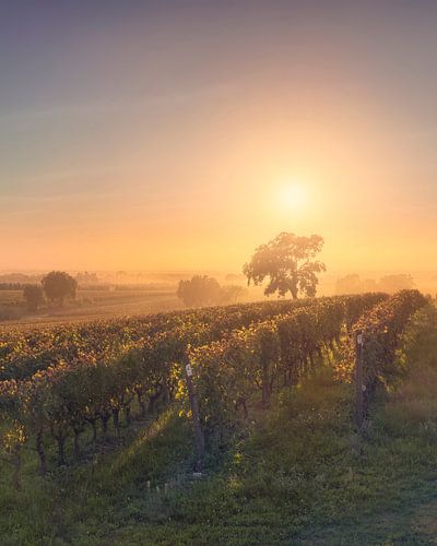 Bolgheri wijngaarden en een boom in een mistige zonsondergang, Toscane