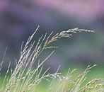 Waving grass von Ingrid Ronde Miniaturansicht