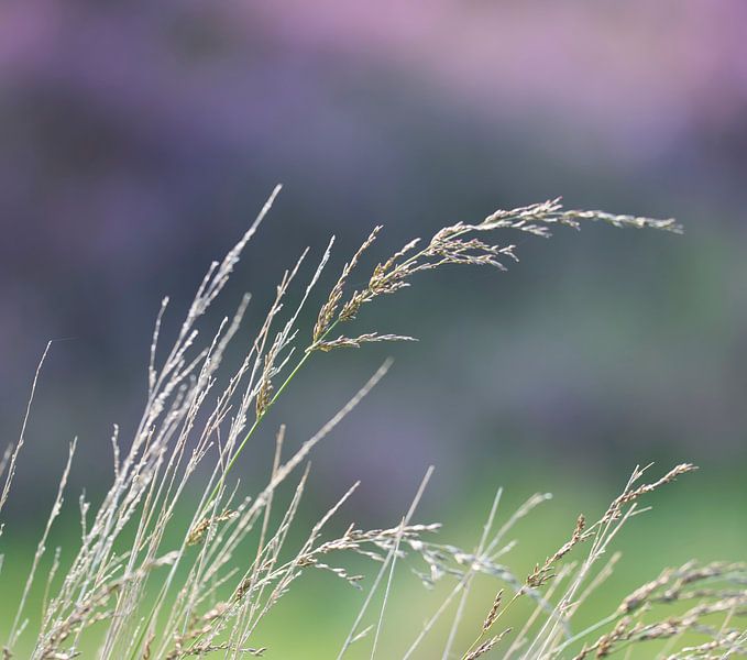 Waving grass von Ingrid Ronde