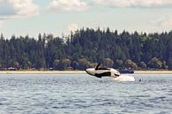 Een springende orka van Menno Schaefer thumbnail